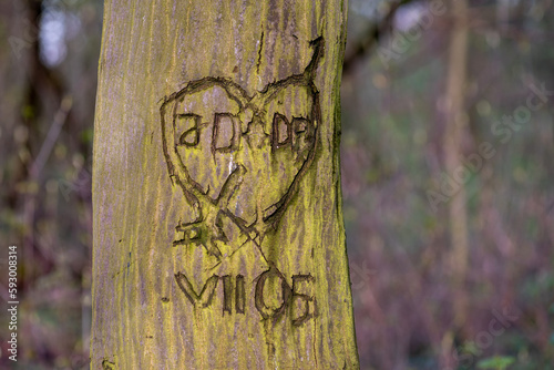 serce wycięte na drzewie jako znak miłości