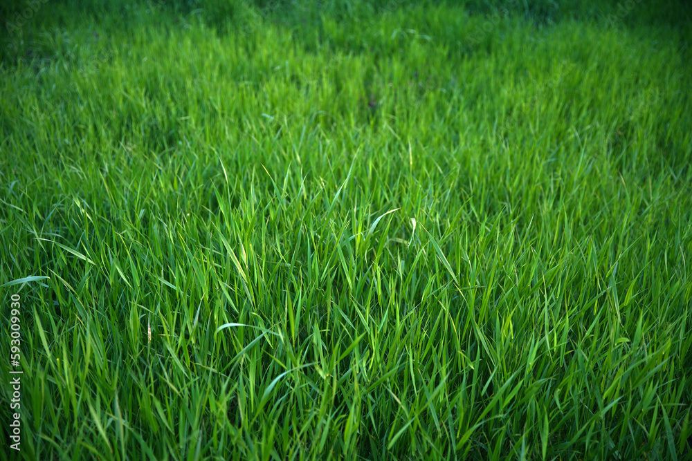 Focus on the grass on the back and blur the grass on the front for the background, Close-up on a green lawn, green grass texture background. A close-up shot focusing on the flowers of the grass. Focus on the grass on the back and blur the grass on the front for the background, Close-up on a green lawn, green grass texture background. A close-up shot focusing on the flowers of the grass.