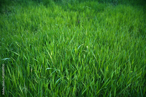 Focus on the grass on the back and blur the grass on the front for the background, Close-up on a green lawn, green grass texture background. A close-up shot focusing on the flowers of the grass.