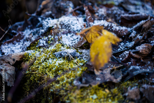 Closeup of a frozen ground in the forest covered with fallen leaves