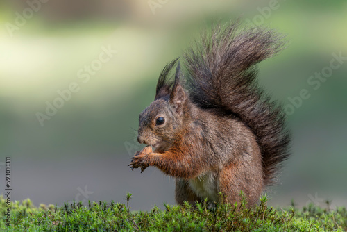 Eurasian red squirrel (Sciurus vulgaris) eating a nut in the forest of Noord Brabant in the Netherlands.                                                                        © Albert Beukhof