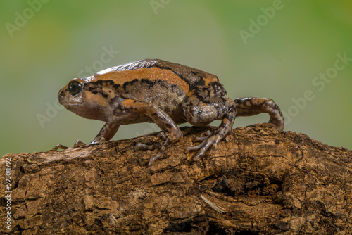 The banded bullfrog (Kaloula pulchra) is a species of frog in the narrow-mouthed frog family Microhylidae. Native to Southeast Asia, it is also known as the Asian painted frog, digging frog, Malaysian