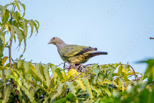 The pink-necked green pigeon (Treron vernans) is a species of bird of the pigeon and dove family, Columbidae photo