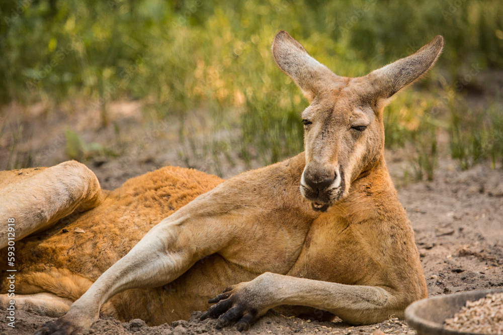The red kangaroo is the largest of all kangaroos, the largest terrestrial mammal native to Australia, and the largest extant marsupial. The red kangaroo is the largest of all kangaroos, the largest terrestrial mammal native to Australia, and the largest extant marsupial.