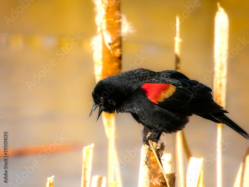 Red winged Blackbird singing
