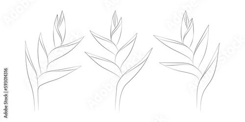Heliconia tropical flowers set. Vector botanical illustration, contour graphic drawing.