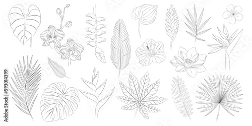 Tropical flowers and leaves set. Alpinia, anthurium, frangipani, heliconia, hibiscus, lotus, orchid, strelitzia. Vector botanical illustration, contour graphic drawing.