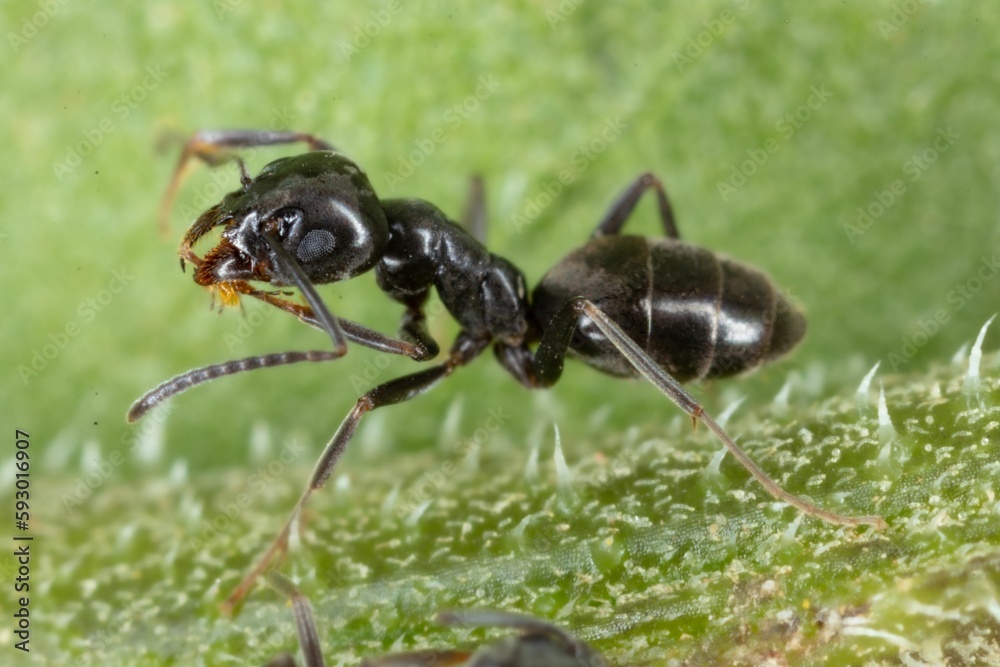 Closeup of an Tapinoma sessile ant walking on green grass Closeup of an Tapinoma sessile ant walking on green grass