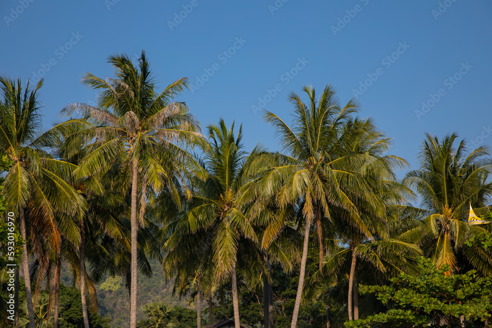 Beautiful palm trees against the blue sky. Colorful trees. Tropical palms.