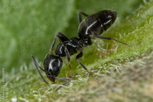 Closeup of an Tapinoma sessile ant walking on green grass