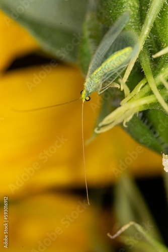 Vertical closeup of a Chrysoperla carnea insect with long antennas captured from top view