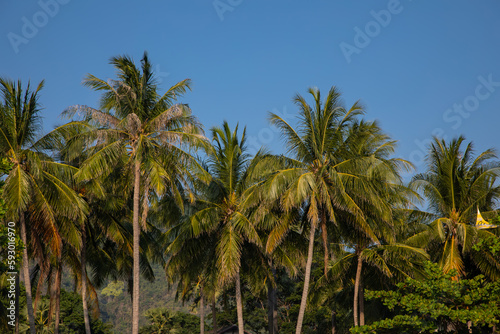 Wallpaper Mural Beautiful palm trees against the blue sky. Colorful trees. Tropical palms. Torontodigital.ca