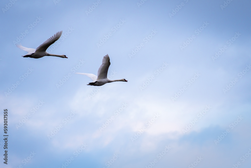 two swans in flight on a blue sky background two swans in flight on a blue sky background