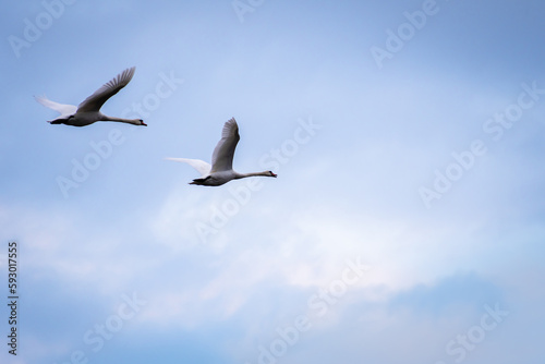 two swans in flight on a blue sky background