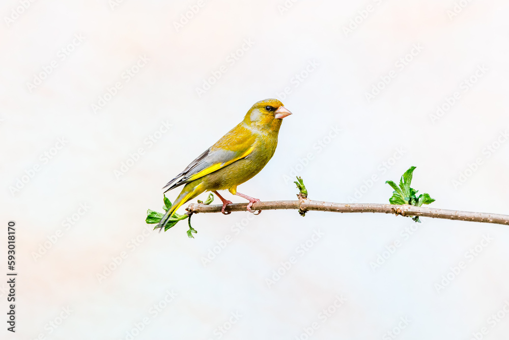 Close up of a Greenfinch, Chloris chloris, standing stretched out on a branch in alert posture and has eye contact with photographer against light blurred background