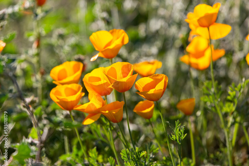 California poppies  Eschscholzia californica ssp mexicana  also known as Mexican gold poppies. A wildflower super bloom in the Sonoran Desert  March of 2023. Flowers in the Arizona desert by Tucson. 