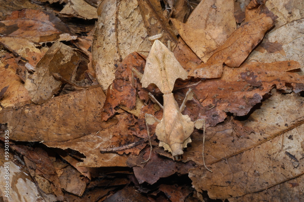 Leaf Mantis ( Deroplatys desiccate ) closeup camouflaged with leaves Leaf Mantis ( Deroplatys desiccate ) closeup camouflaged with leaves