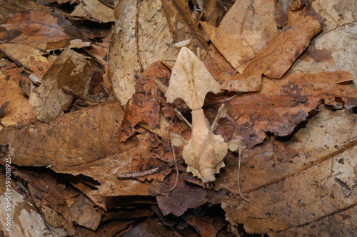 Leaf Mantis ( Deroplatys desiccate ) closeup camouflaged with leaves