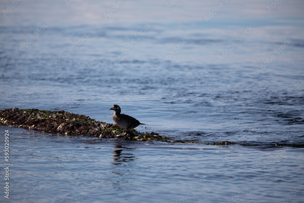 A duck walking along the edge of a beach covered in seaweed, British Columbia A duck walking along the edge of a beach covered in seaweed, British Columbia