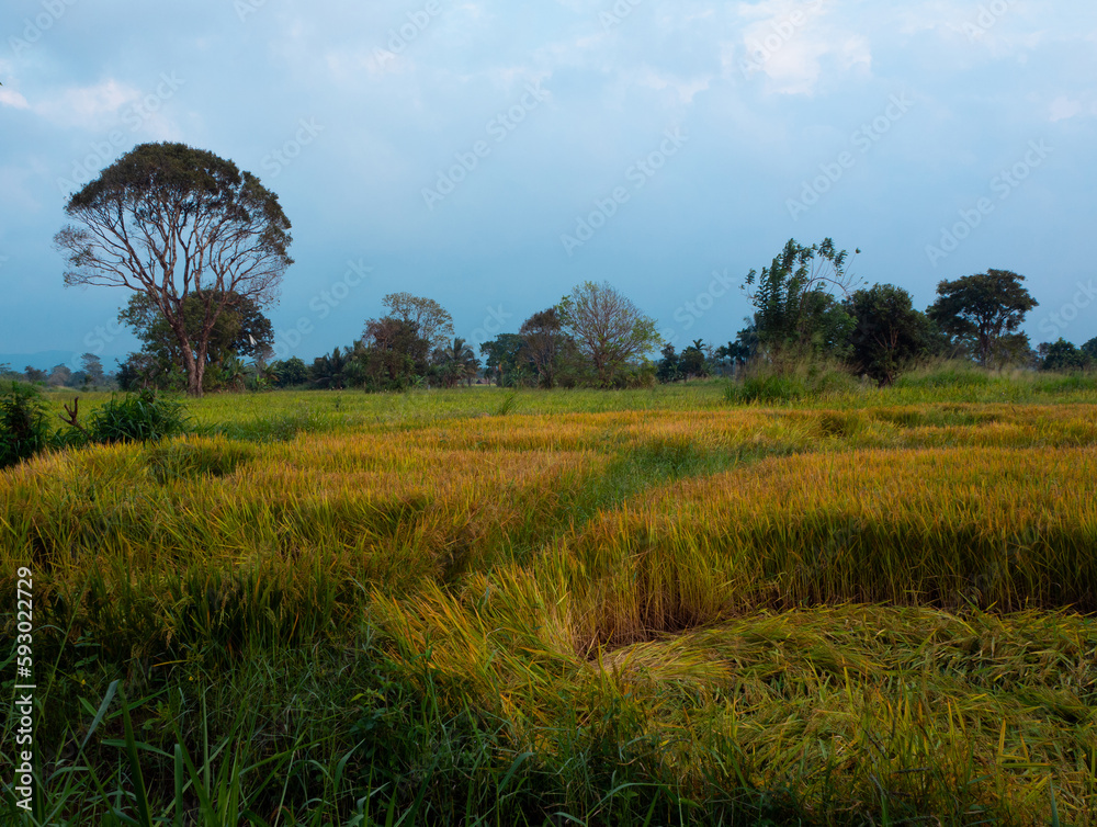 different farm field with a forest background under the cloudy blue sky