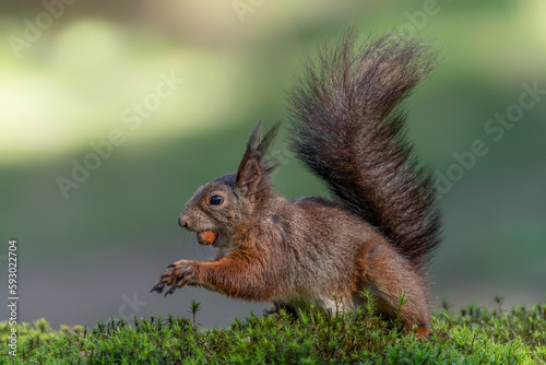 Eurasian red squirrel (Sciurus vulgaris) eating a nut in the forest of Noord Brabant in the Netherlands.                                                                       
