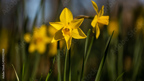 Fototapeta Naklejka Na Ścianę i Meble -  Yellow daffodils in the park at spring