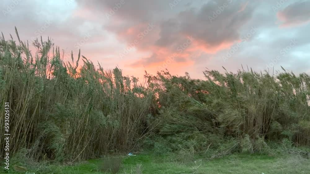 Green plants sway in the wind during sunset Green plants sway in the wind during sunset