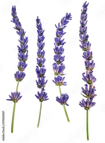 Lavender flowers close up isolated on white background.