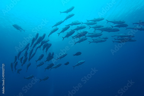 Jack fish swimming in swarm