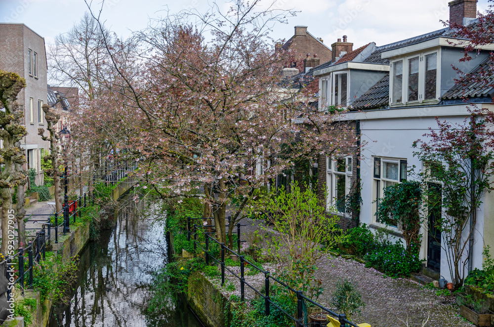 Utrecht, The Netherlands, April 9, 2023: blossoming cherry tree on the quay of a narrow canal in a residential downtwon neighbourhood