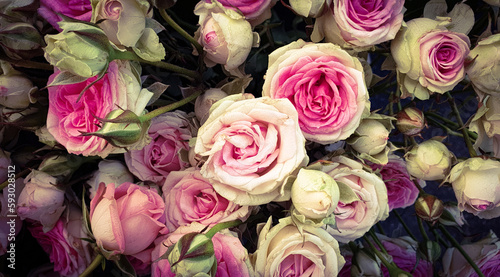 bouquet of beautiful pink roses