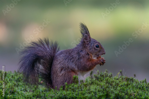 Eurasian red squirrel  Sciurus vulgaris  eating a nut in the forest of Noord Brabant in the Netherlands.                                                                       