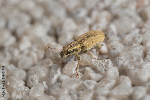 small bug Pea leaf weevil on the wall