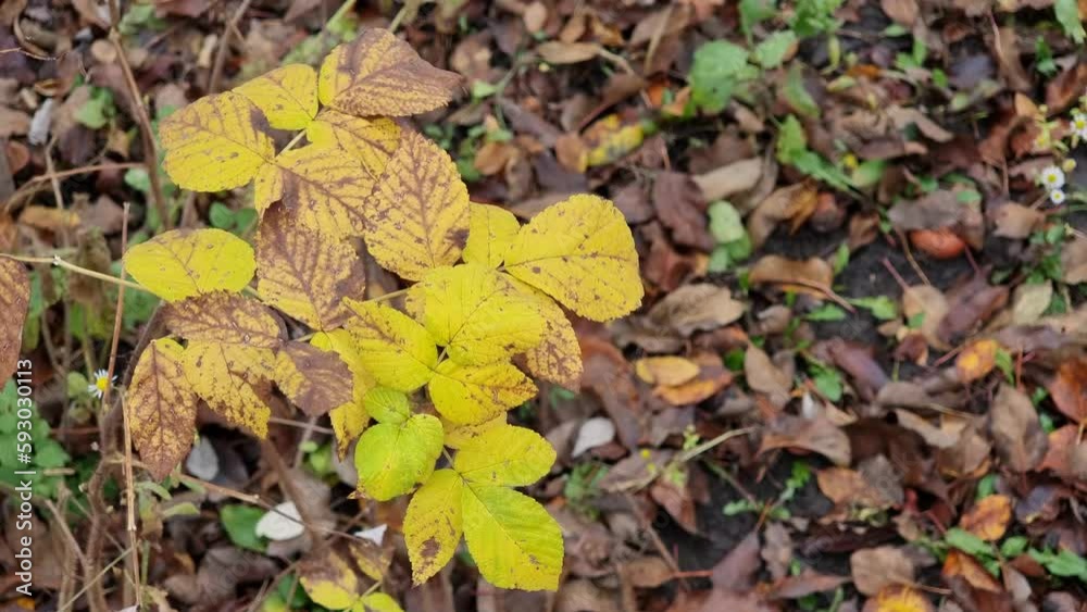 Autumn yellow raspberry leaves on the branches of a bush. View from above. Selective focus. Nature. Autumn yellow raspberry leaves on the branches of a bush. View from above. Selective focus. Nature.