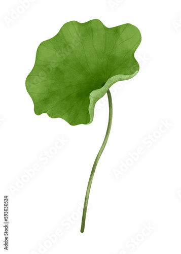 Watercolor lotus leaf.