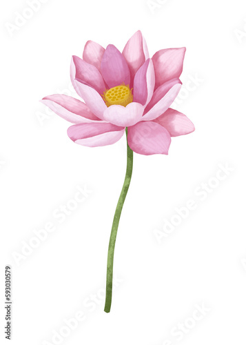 Watercolor lotus flower.