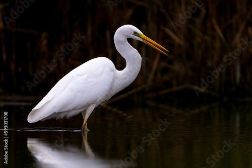 Photos Closeup of an elegant great egret on the dark lake with plants in the background