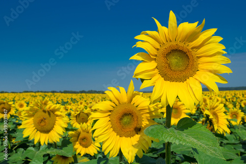 Sunflower field with cloudy blue sky