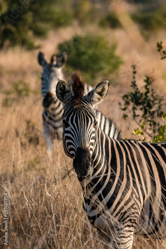 Zebra in the bush 3