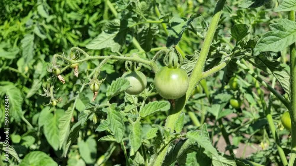 Green tomatoes growing on the bush in the garden. Vegetable garden. Green tomatoes growing on the bush in the garden. Vegetable garden.