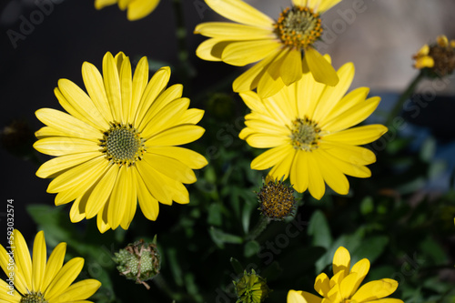 yellow flowers © Marshall