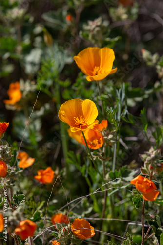 California poppies, Eschscholzia californica ssp mexicana, also known as Mexican gold poppies. A wildflower super bloom in the Sonoran Desert, March of 2023. Flowers in the Arizona desert by Tucson. 