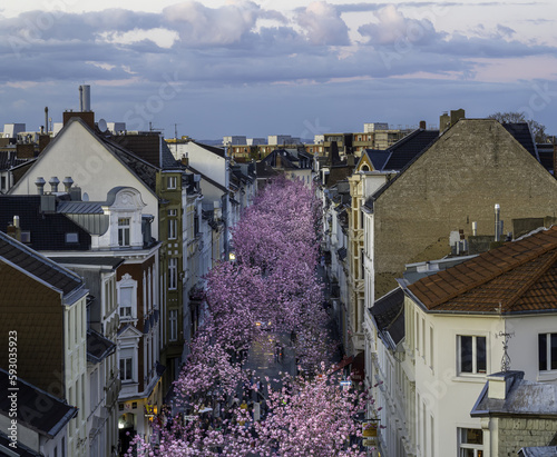 Kirschblüte Bonn Heerstraße