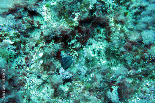 Moray eel in the mediterranean sea
