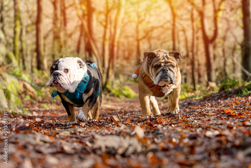 Red  and  Black tri-color  English British Bulldogs walking in a forest on sunny day