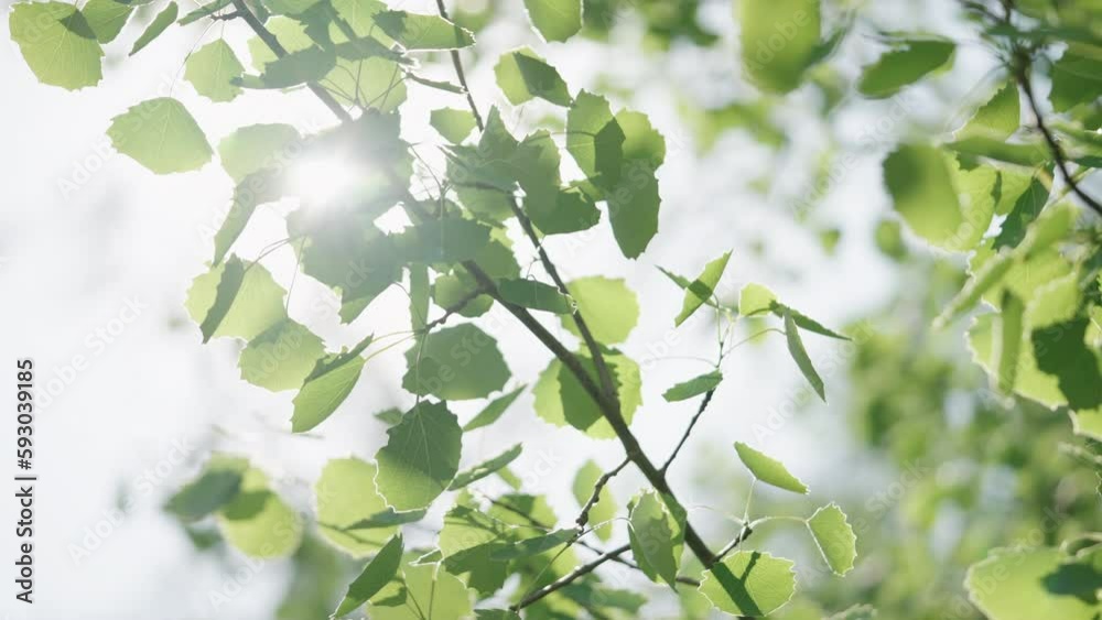 Slow motion shot of fresh aspen leaves