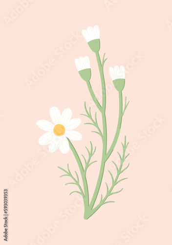 Colorful daisy flower isolated on a light pink background. Blooming chamomile hand-drawn vector illustration in flat style. Floral design element.