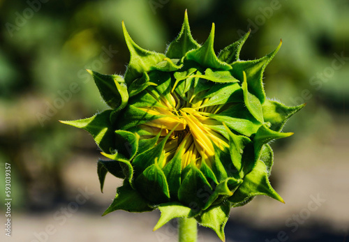Isolated young budding sunflower closeup view. soft blurred green and gray background. scientific name Helianthus Annuus. agriculture and food production. beauty in nature. macro view. selective focus