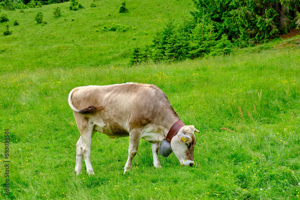 Grazing brown cattle in the Allgaeu Alps near Oberstdorf in Bavaria, Germany, Europe. Grazing brown cattle in the Allgaeu Alps near Oberstdorf in Bavaria, Germany, Europe.