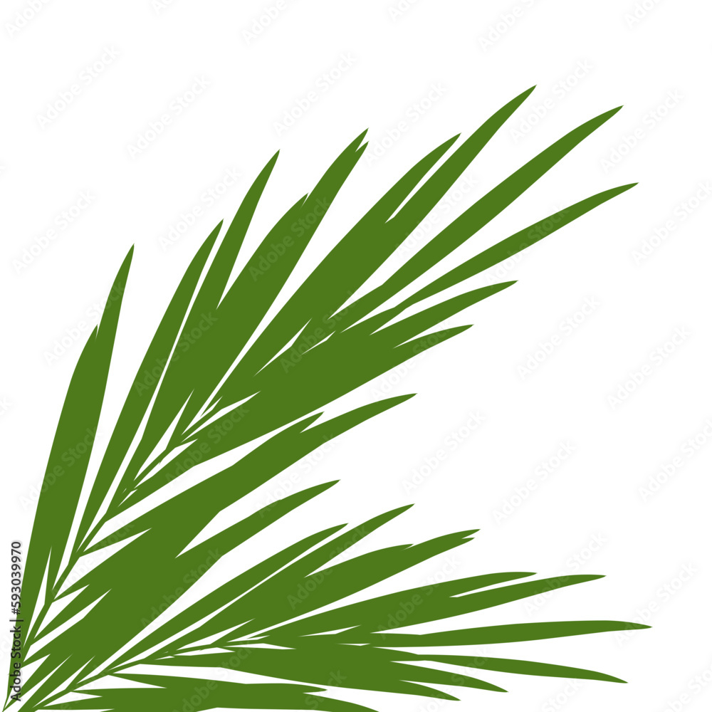 Green palm leaves.aesthetic vacation poster decoration .tropical leaf.coconut leaves. Green palm leaves.aesthetic vacation poster decoration .tropical leaf.coconut leaves.